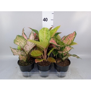 Aglaonema   ...