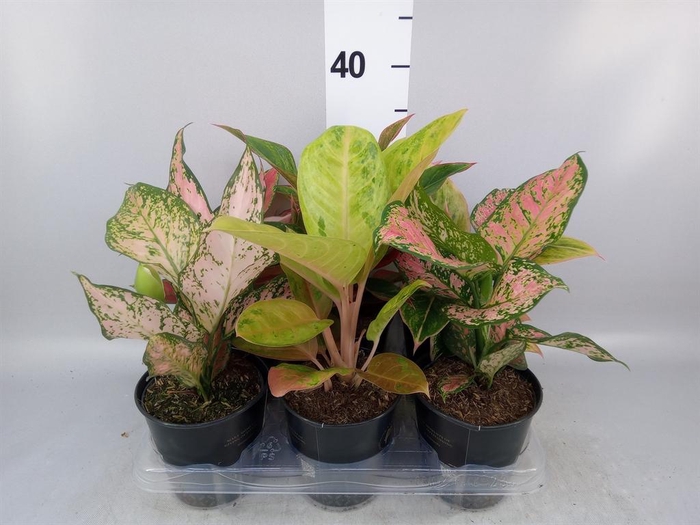 <h4>Aglaonema   ...</h4>