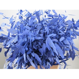 Chasmanthium Blauw