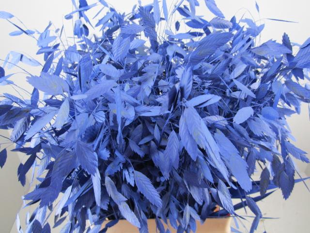<h4>Chasmanthium Blauw</h4>