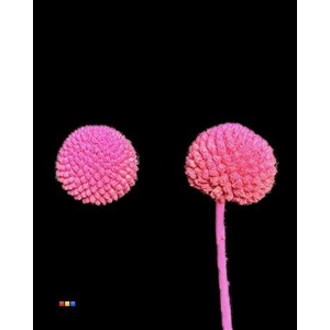 Craspedia Klb Cerise