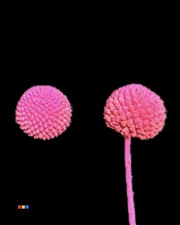 <h4>Craspedia Cerise</h4>