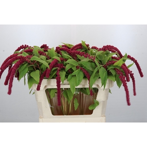 Amaranthus Caudatus Rosary