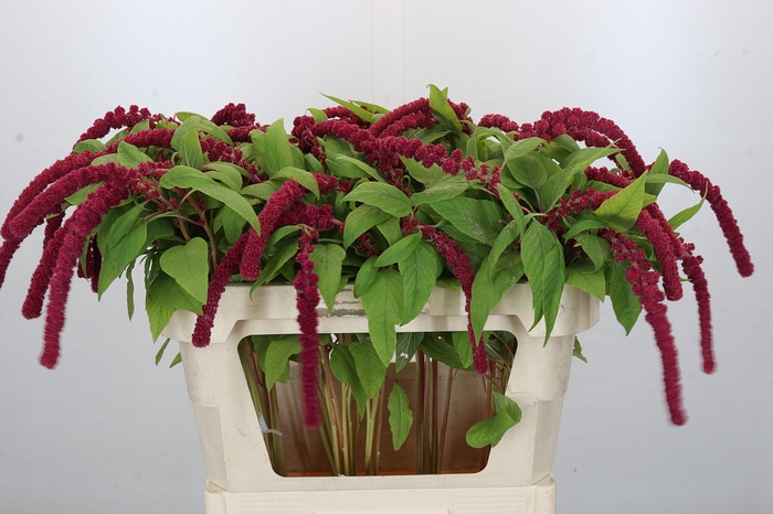 <h4>Amaranthus Caudatus Rosary</h4>