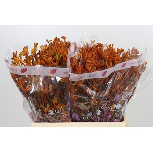 Anigozanthos Orange