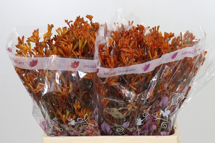 <h4>Anigozanthos Orange</h4>