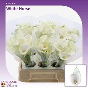 Calla Whitehorse