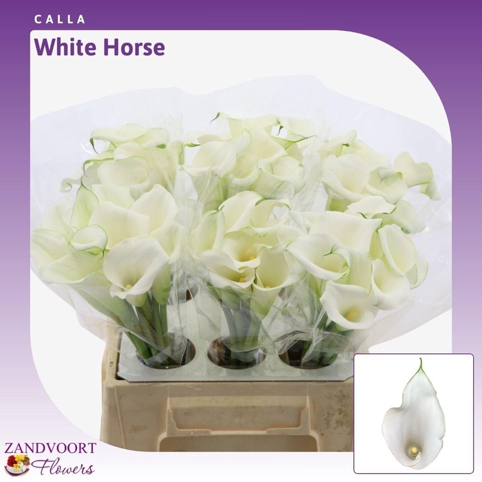 <h4>Calla Whitehorse</h4>