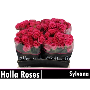 R Tr Sylvana