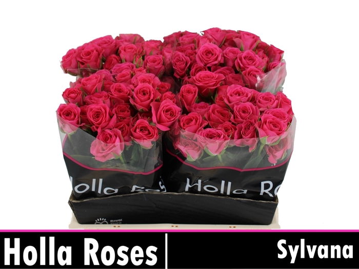 <h4>R Tr Sylvana</h4>