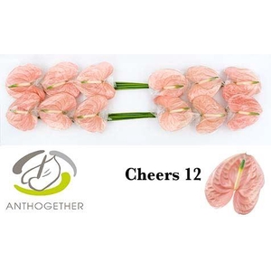 Anth. andr. 'Cheers' x12