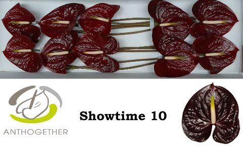 <h4>Anthurium Showtime</h4>