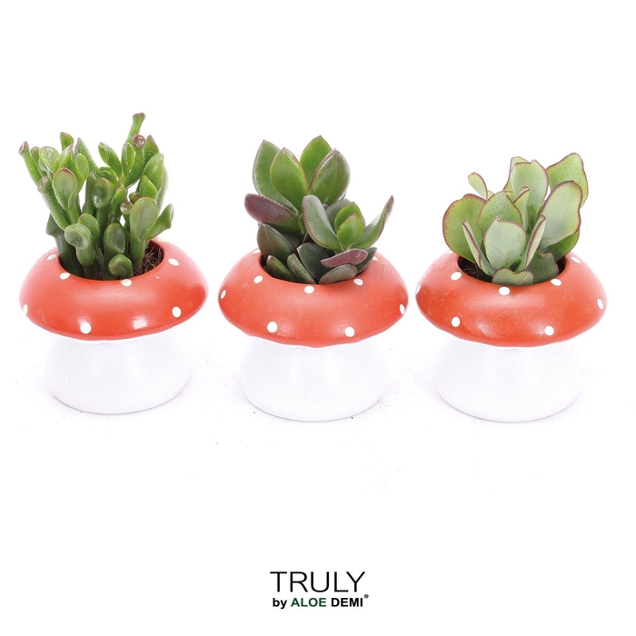 <h4>TRULY Crassula, mushroom</h4>