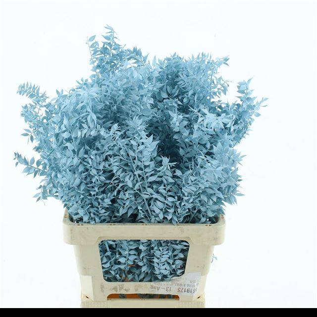 <h4>RUSCUS OV KLB H%</h4>