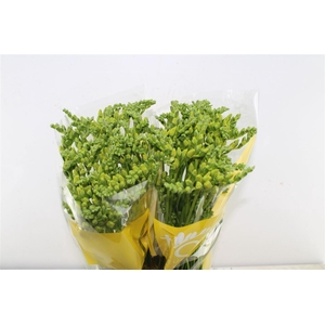 Fr Du Marseille Yellow