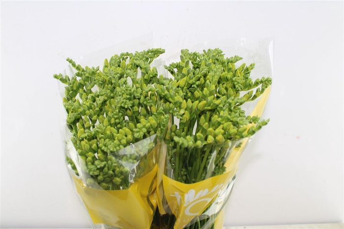 <h4>Fr Du Marseille Yellow</h4>