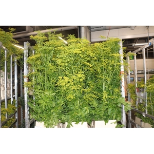 Angelica Gigas Yellow 170cm Supers