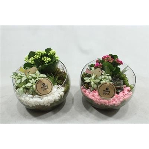 2574 Half Glas Roze/wit