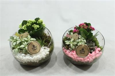 <h4>3531 Half Glas Roze/wit</h4>