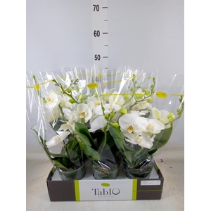 Phalaenopsis   ...white
