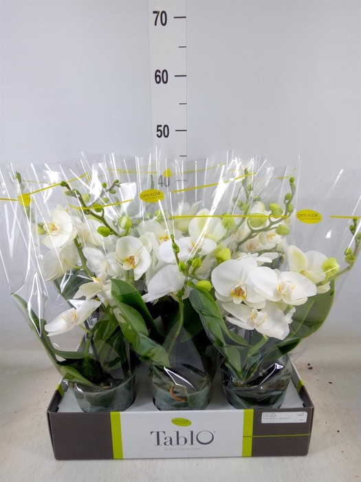 <h4>Phalaenopsis   ...white</h4>