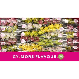 Mini cymbidium 'Spring mix' 40 cm
