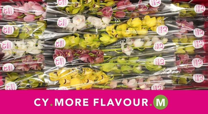 <h4>Mini cymbidium 'Spring mix' 40 cm</h4>