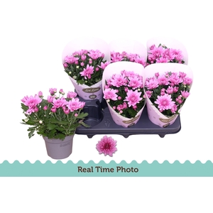 CHRYS MOUNT AUBISQUE