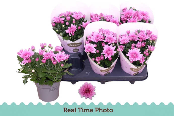 <h4>CHRYS MOUNT AUBISQUE</h4>