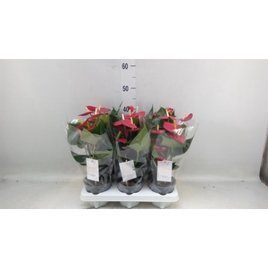 Anthurium andr. 'Aroha'