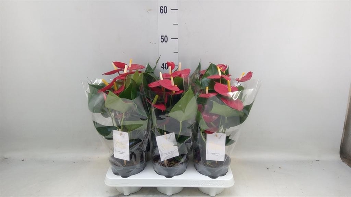 <h4>Anthurium andr. 'Aroha'</h4>