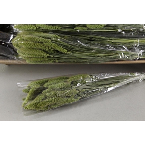 DF Setaria  Green 100g Poly