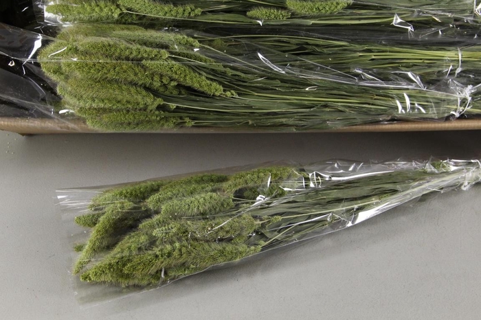 <h4>DF Setaria  Green 100g Poly</h4>