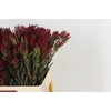 Leucadendron Blush Spray