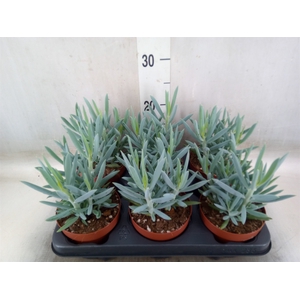 Curio ficoides 'Mount everest'