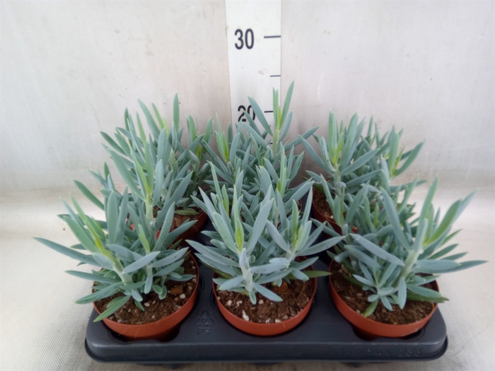<h4>Curio ficoides 'Mount everest'</h4>