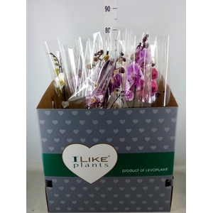 Phalaenopsis   ...mix