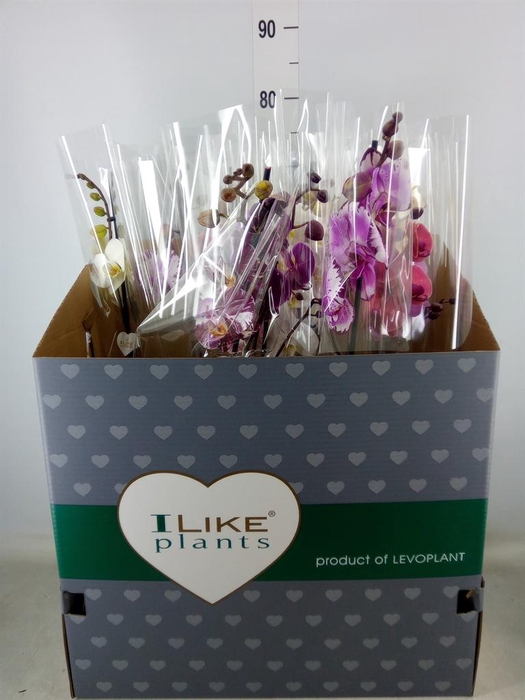 <h4>Phalaenopsis   ...mix</h4>