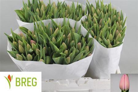 <h4>Tu En Tresor</h4>