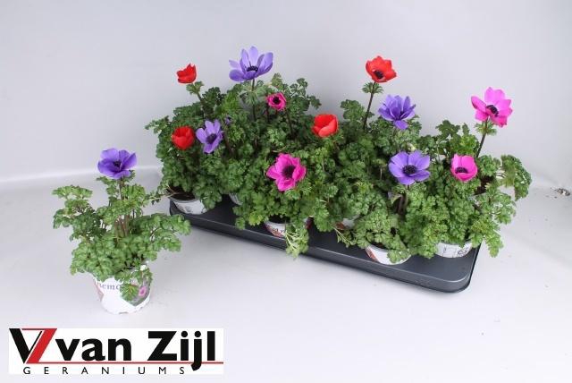 <h4>ANEM CO HARM GEM</h4>