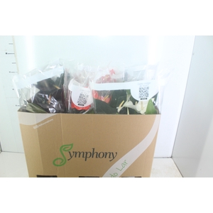 ANTHURIUM VARIADO P17