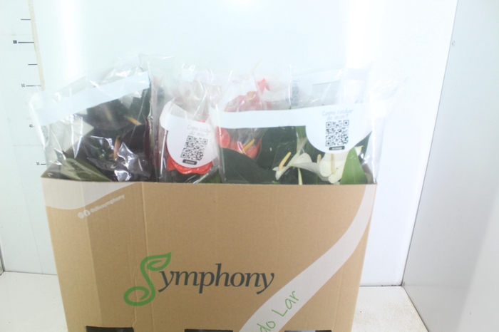 <h4>ANTHURIUM VARIADO P17</h4>