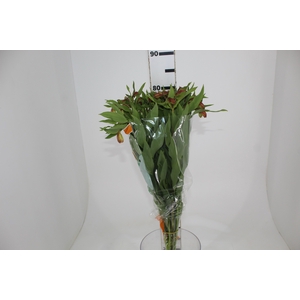 ALSTROEMERIA ORANGE QUEEN 080 CM