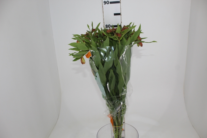 <h4>ALSTROEMERIA ORANGE QUEEN 080 CM</h4>