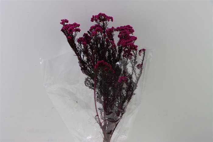 Dried Ozothamnus Fuchsia Bunch Slv