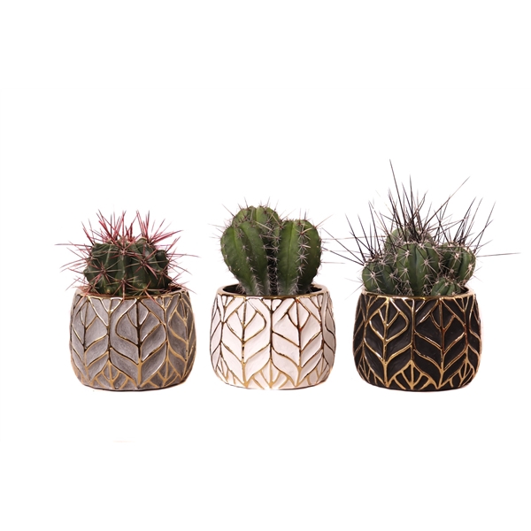 <h4>Cactus mix 10,5 cm in malawi pot</h4>