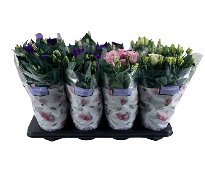 <h4>EUST JULIETTA GEM</h4>