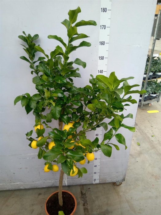 <h4>Citrus   ...</h4>