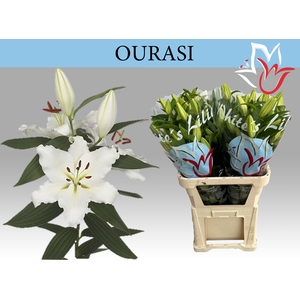 LI OR OURASI