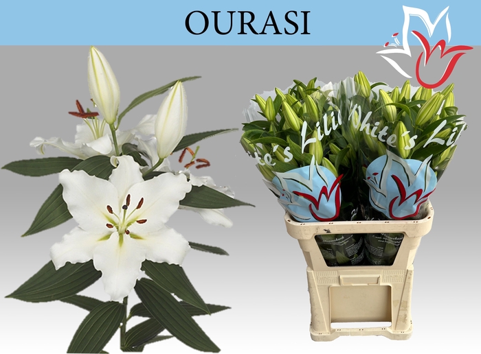 <h4>LI OR OURASI</h4>